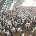 فيومي شبابي