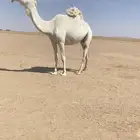 للبيع الوضحاء الكفو شرط من كل عيب