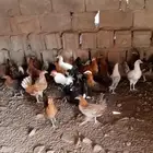 دجاج بلدي وفيومي بياض حضان الصحه كويسه