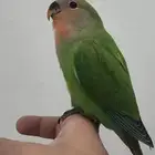 ببغاء روز اليف