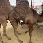 بكرة فل الفل للبيع موقع نجران