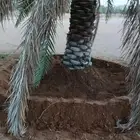 يوجد لدينا.ن . نخيل عمال تكريب قلع جريد