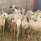 غنم مقاني مناتيج
