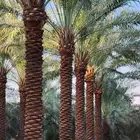 نخل مشاء الله تبارك الله بكل أنواعه