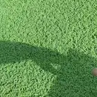 ازولال ماشالله