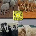 حراج الشملي رقم 1