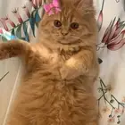 قطة انثى للتبني غير مطعمه وغير معقمه