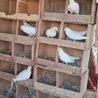 اجواز صنعاني