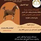 ايواء للخيل