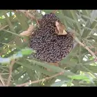 نستخرج النحل من البيوت