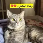 بسه مفقوده شيرازي في حي التلال