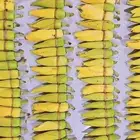 فل عزاني متوفر الآن الكميةمحدودة   محل_فل_الرياض