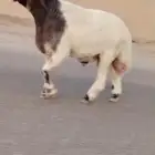 فحل نعيمي صنف للبيع