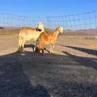 للبيع سواكنيه درمانيه تحتها رخل