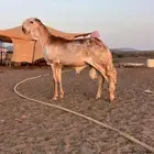 للبيع سواكني درماني نادر