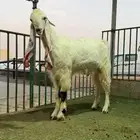 مشروع فحل مشروك