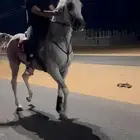للبيع حصان حفيد اشهل الريان