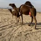 ( تم البيع )ناقه خلفه مصغر ساحليه حمرا دم