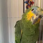 ببغاءامزوني