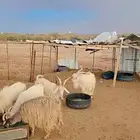 ماعز معزا جورجي فاخر