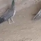 انثى طائوس للبيع