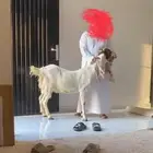 معزاء صنف سديس ولاده وثنيه في بطنها ثنين ي الريع الحلا غالي