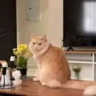 قط ذكر معقم للتبني