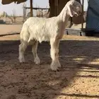 طليان صنف عمارها شهرين ونص