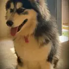 ذكر هاسكي ألاسكا