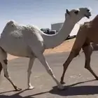 لقيه عليها سوم 22 بنت بعير فنجال الارخم