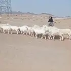 غنم حرش مقنوي مراح واحد