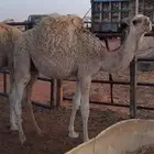 حشو لبانيه بريه فاخرة