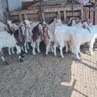 المدينه ابيار الماشي