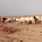 ضان وغنم