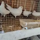 زوجين حمام فرنسى