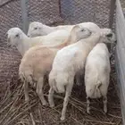 فران بلدي
