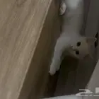 قطه شيرازي لتبني تم التبني