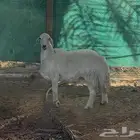 شاه حريه ذبيحه فلل شحم