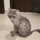 حي أجيال الظهران