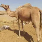 ناقه ضروبه مبيوع ولدها
