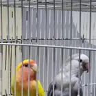 للبيع جوز روز منتج وقريب انتاج