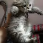 قط شيرازي هملايا عمره شهر و10 ايام للبيع