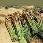 نقوم بقلع وغرس النخيل وتوريد النخيل العربي وا لواشنطني