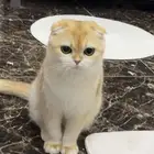 قطه Scottish Fold أصلية لتبني