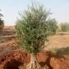 متخصصون في توريد وزرعت ازيتون