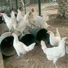 دجاج فيومي بياض عمر 9 شهور