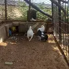 حمام زينه
