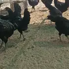 دجاج عربي الوان ملكية لأهل التميز ماينزل كل مرة فرصة بلدي