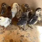 صيصان فيومي