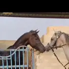 حصان شعبي للبيع